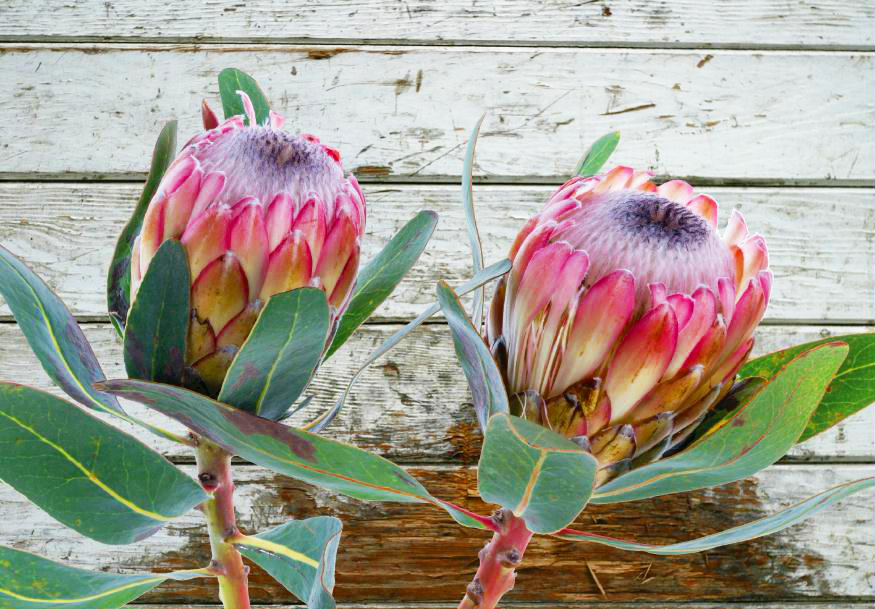 MF012 Wall décor art photographic on canvas floral proteas